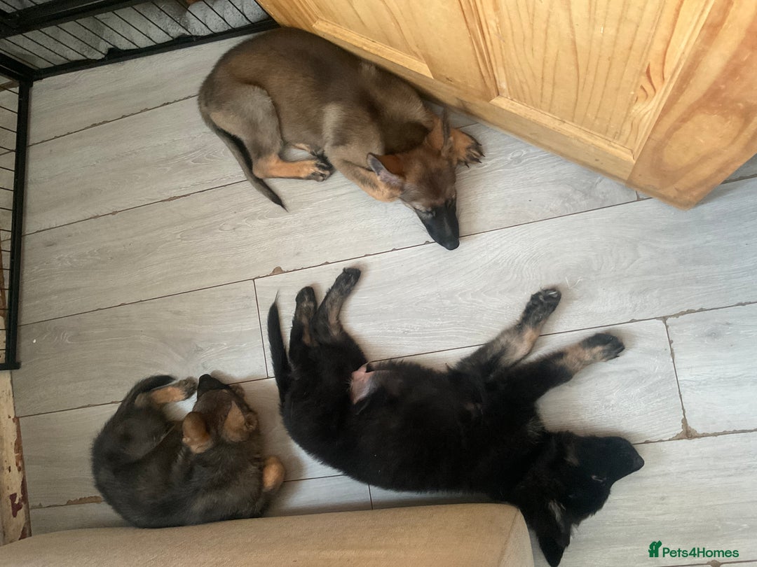 German Shepherd dogs for sale: Czech German Shepherd KC Registered puppies - Image 1