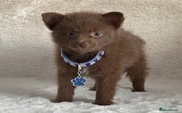 Pomsky dogs for sale: Adorable small f3 Pomsky puppies for sale  - Image 1