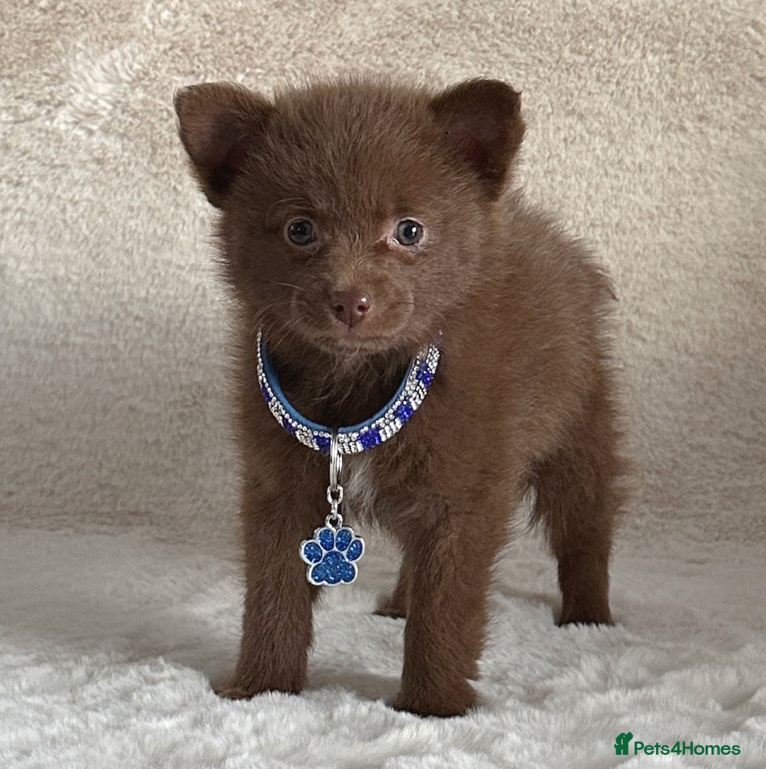 Pomsky dogs for sale: Adorable small f3 Pomsky puppies for sale  - Image 1