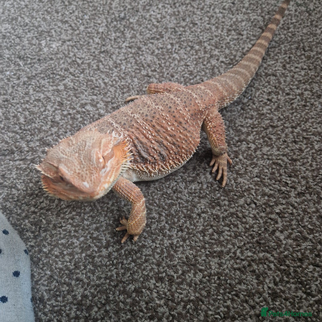 Bearded Dragon reptiles for sale: Bearded dragon with enclosure and stand  - Advert 5