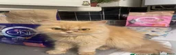 Persian cats for sale: Beautiful Blue Pure Persian  - Advert 14