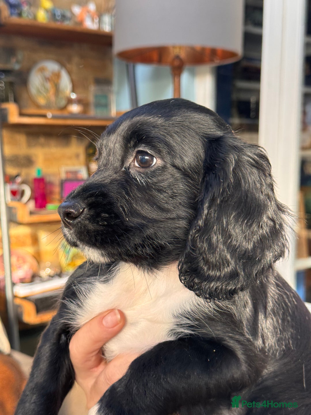 Cocker Spaniel dogs for sale: Beautiful working cocker spaniels.  - Advert 5