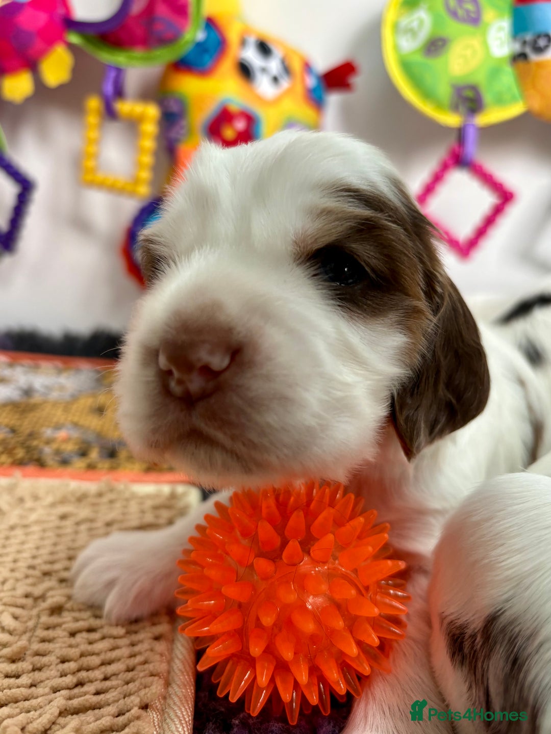 Cocker Spaniel dogs for sale: KC Reg; Home Raised; Low COI; DNA CLEAR; Show Type - Image 29