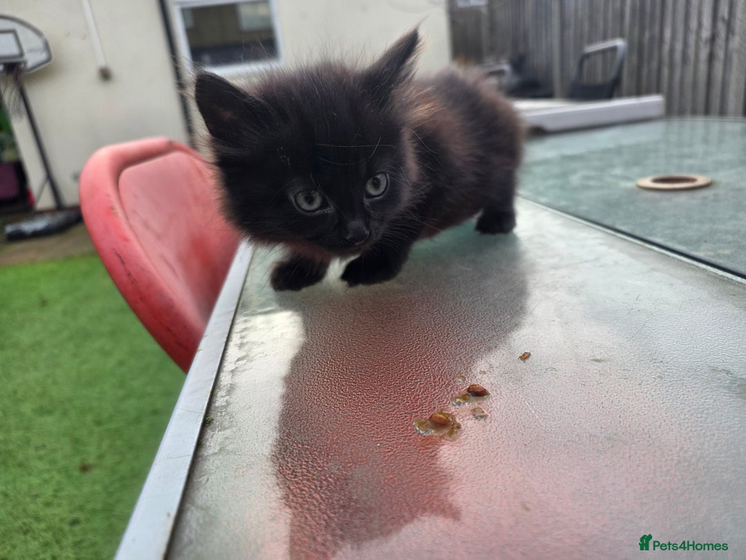 Mixed Breed cats for sale: Cute kittens for sale NEED GONE ASAP  - Advert 4