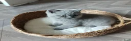 British Shorthair cats for sale: British shorthair kittens  - Advert 10