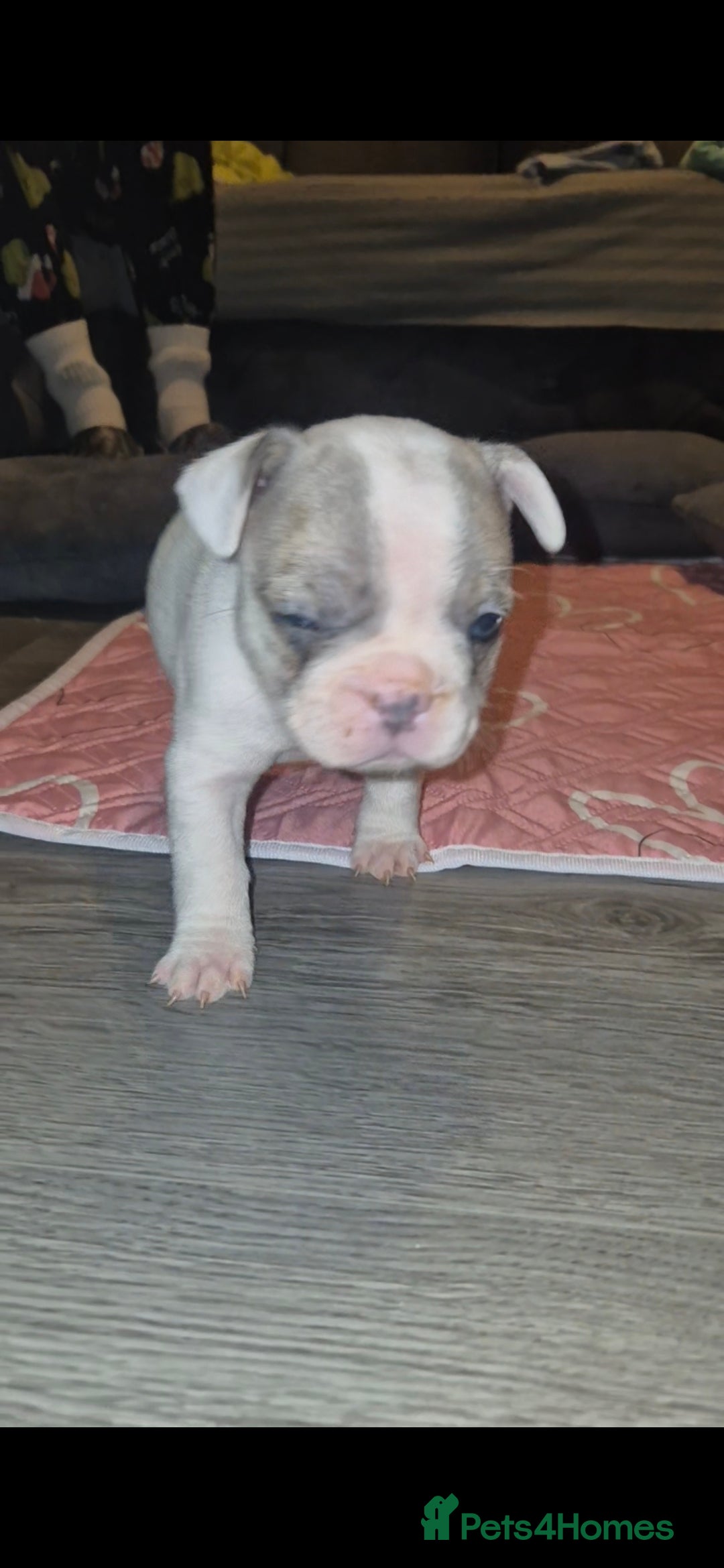 French Bulldog dogs for sale: DWKC beautiful French bulldogs prices negotiable - Advert 6