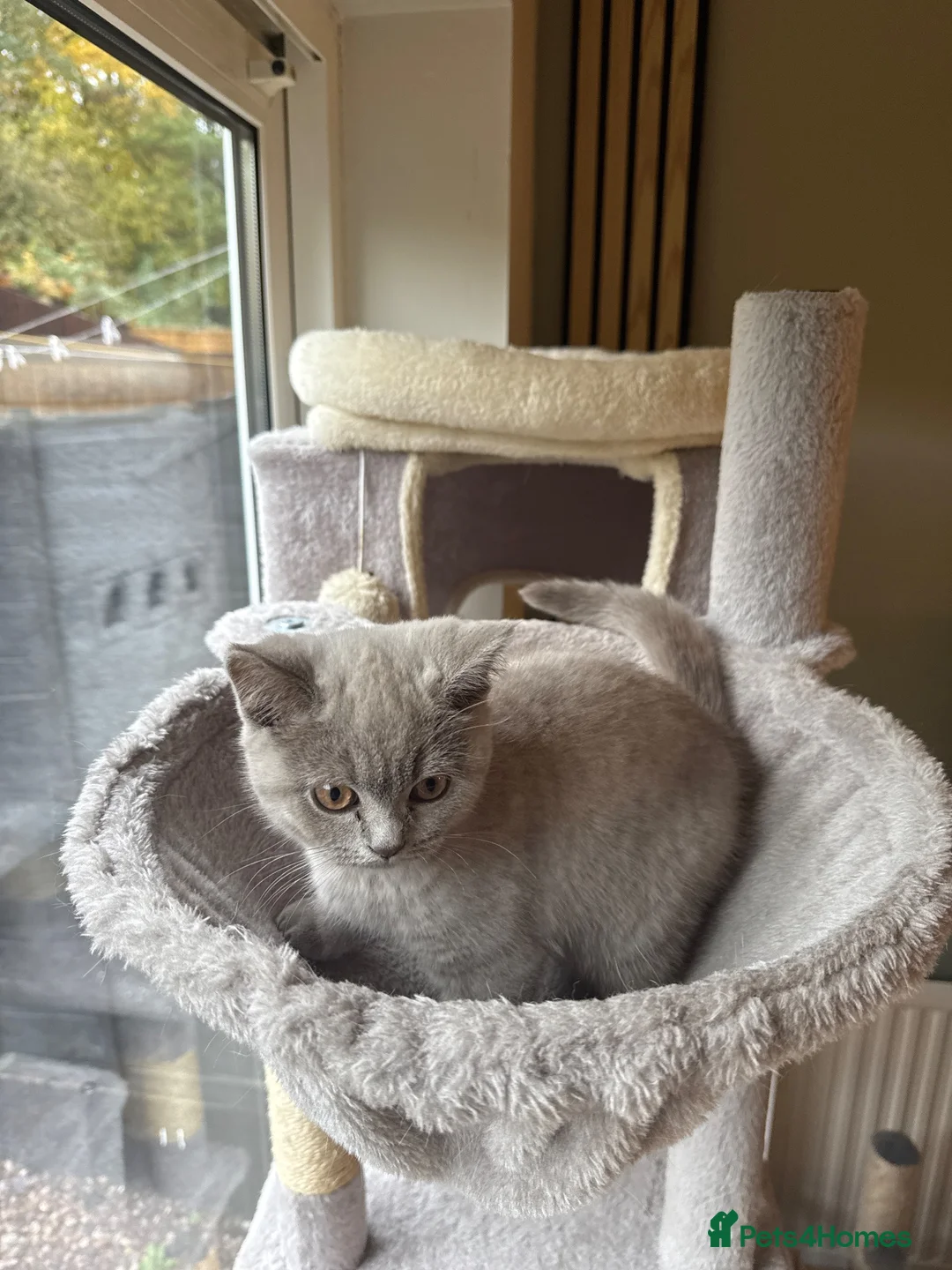 Scottish Fold cats for sale: Male cat - Advert 1
