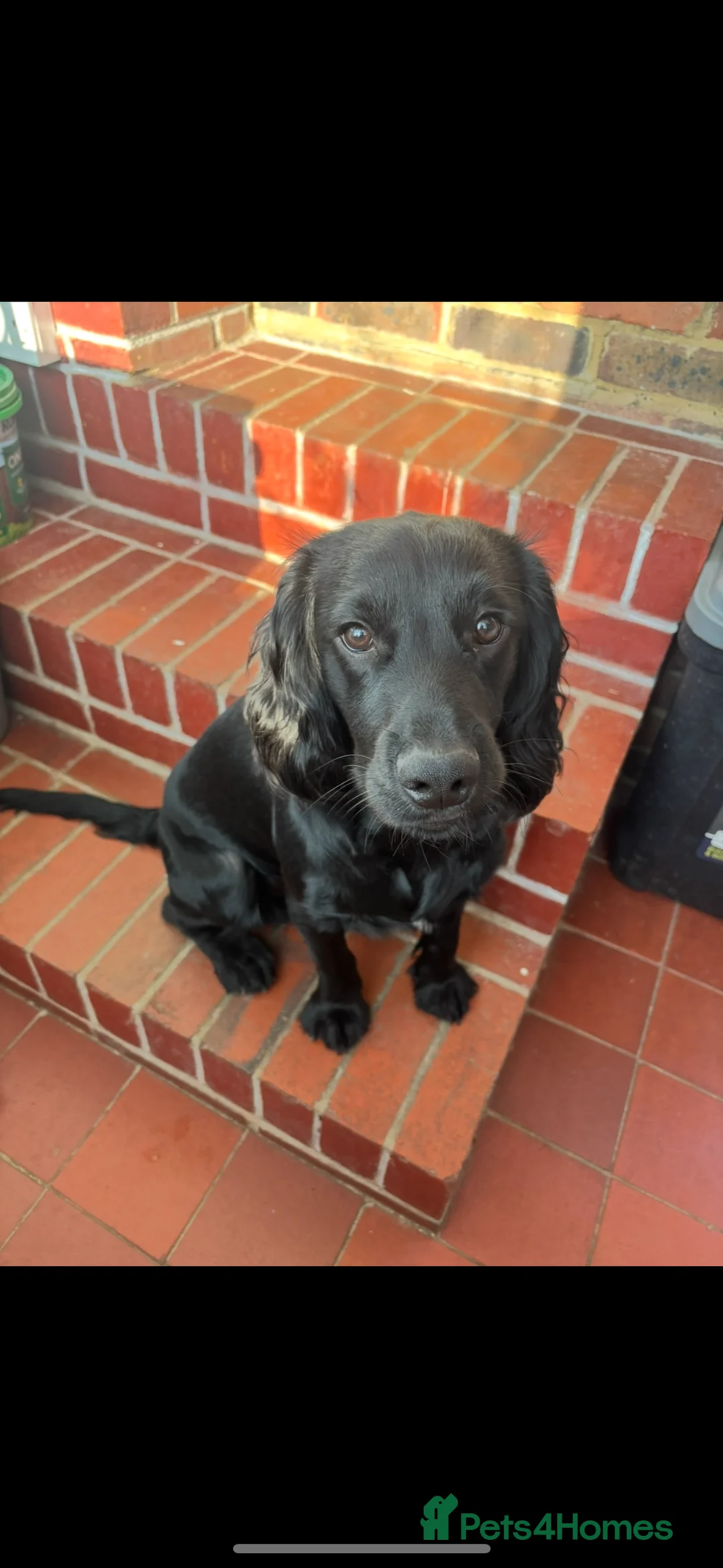 Cocker Spaniel dogs for sale: Beautiful 1 year old cocker spaniel boy  - Advert 1