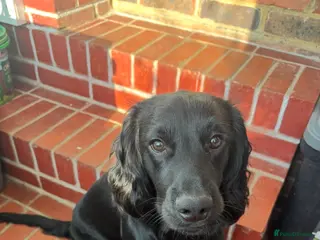 Cocker Spaniel dogs Beautiful 1 year old cocker spaniel boy - Advert 3