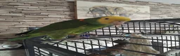 Parrots birds for sale: Double yellow headed amazon in Peterlee - Advert 2