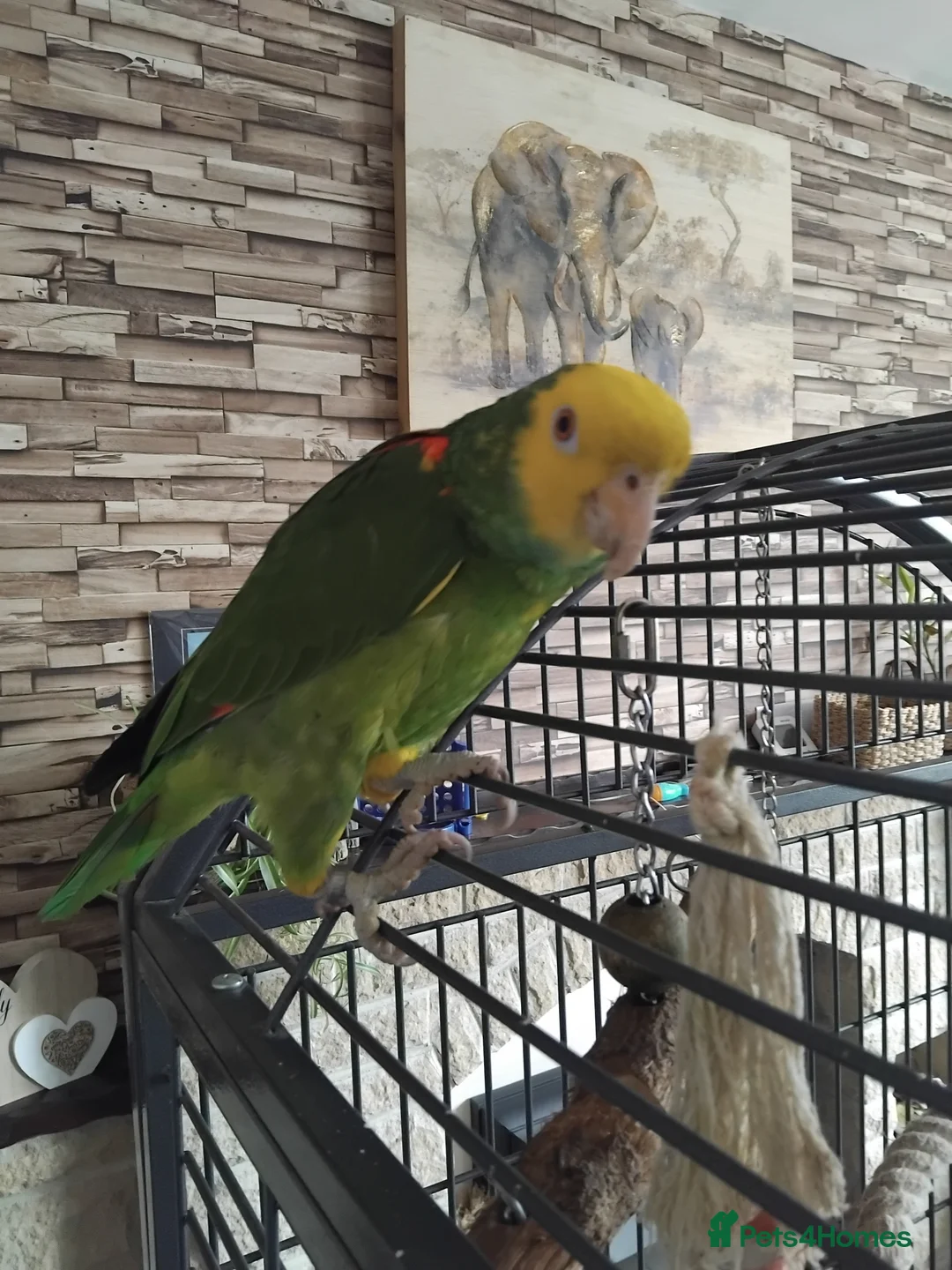Parrots birds for sale: Double yellow headed amazon in Peterlee - Advert 2