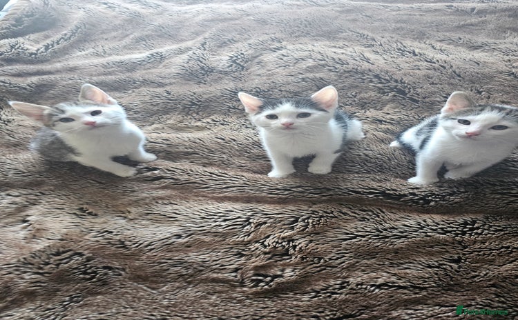 Mixed Breed cats - Advert 7