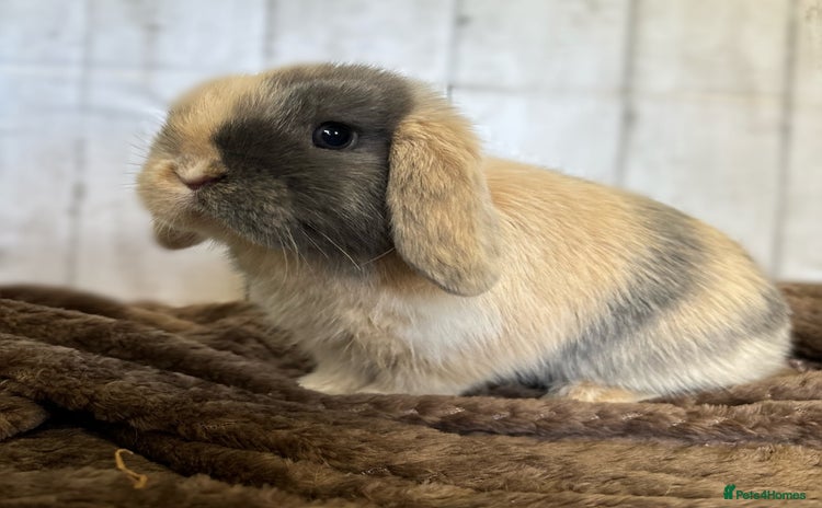 Mini Lop rabbits - Advert 4
