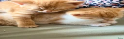 Domestic Shorthair cats for sale: 3 ginger and white boy kittens  in Cumnock - Advert 12