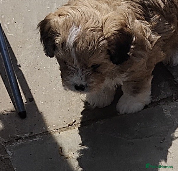 Shihpoo dogs Beautiful shihpoo puppys  - Advert 2