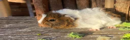 Guinea Pig rodents for sale: Abyssinian/ long-haired babies - Advert 31