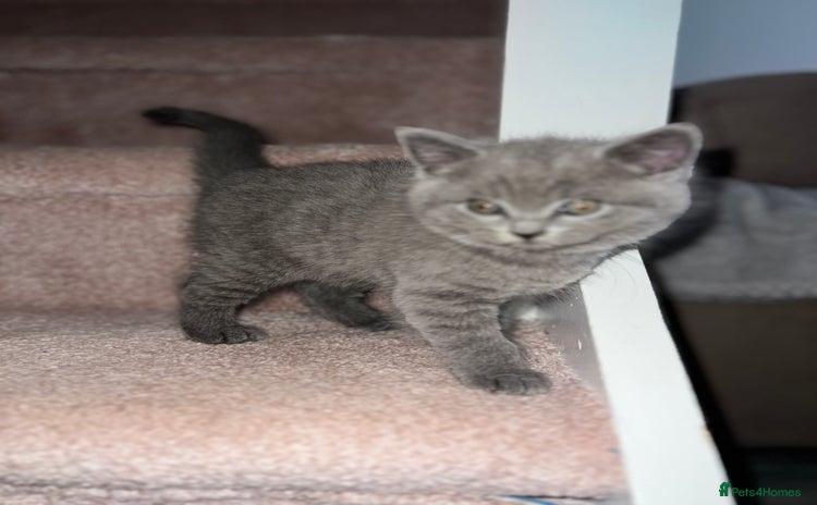 British Shorthair cats - Advert 1