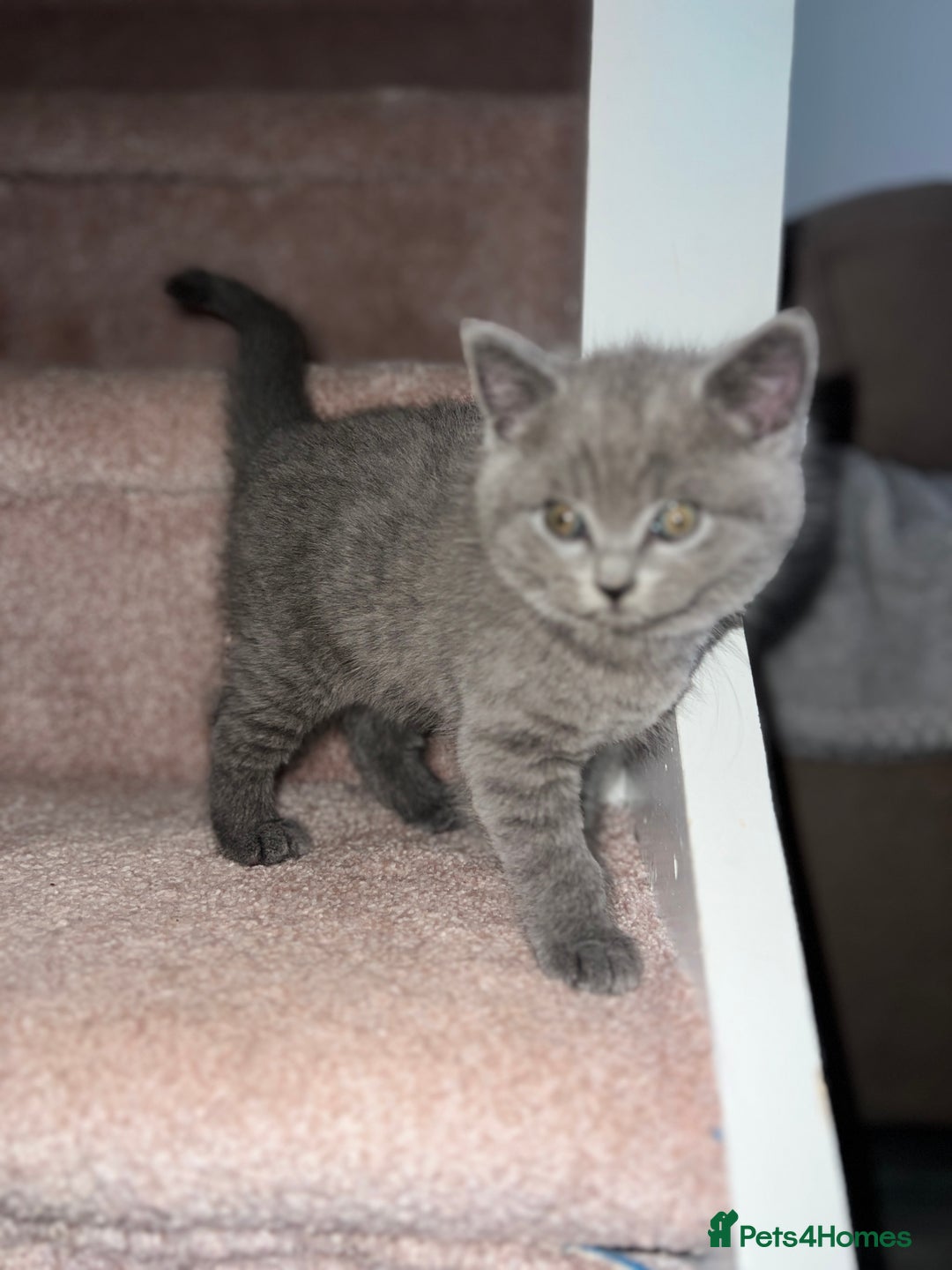 British Shorthair cats for sale: British shorthair male  - Image 1