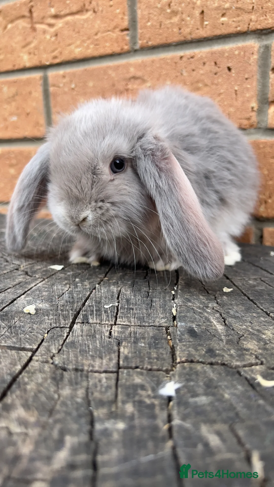 French Lop rabbits for sale: Quality Pedigree French Lops by Lincolnshire Lops - Advert 8