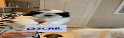 Shih Tzu dogs for sale: Shih tzu puppies  in Sutton-in-Ashfield - Advert 6