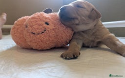 Golden Retriever dogs for sale: KC Registered Golden Retriever Puppies  - Image 22