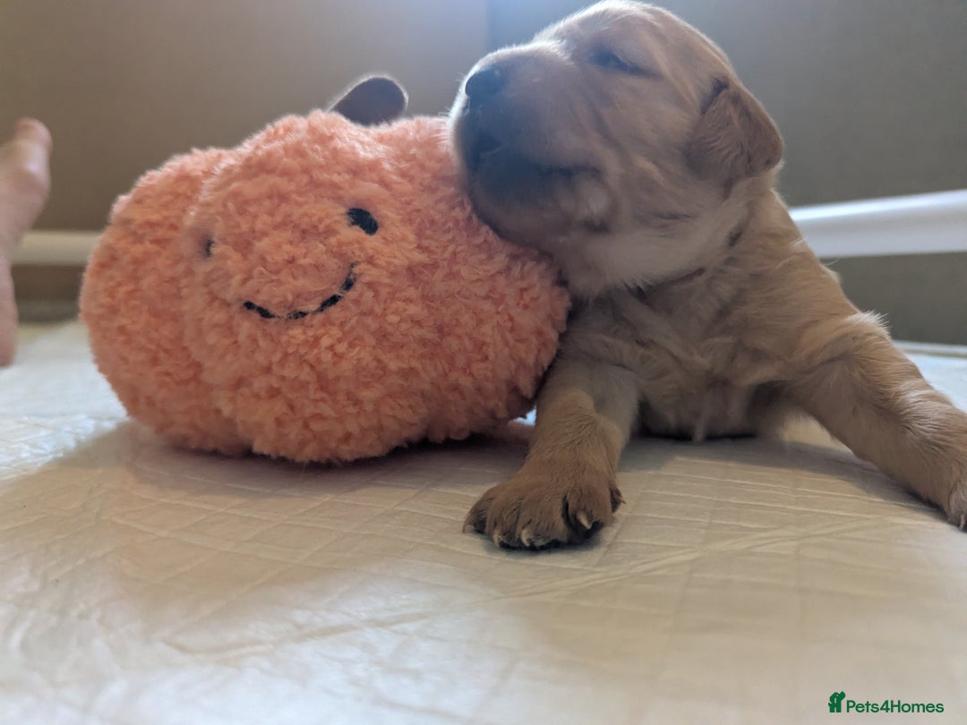 Golden Retriever dogs for sale: KC Registered Golden Retriever Puppies  - Image 22