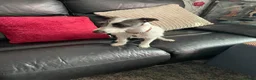 Mixed Breed dogs for sale: Lovely 8 month male Italian Greyhound x Terrier - Advert 4