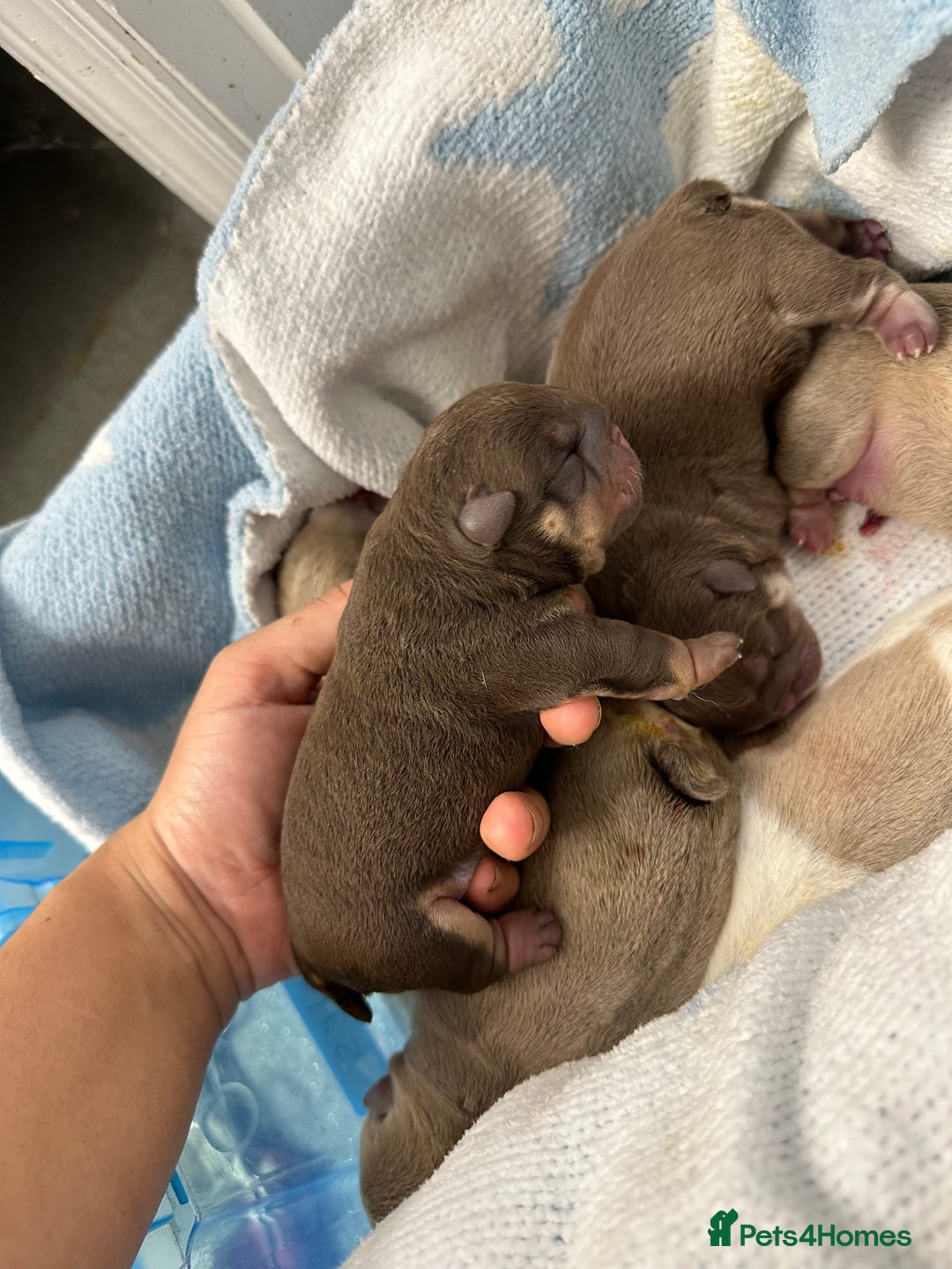 English Bulldog dogs for stud: KC registered chocolate and tan stud  in Birmingham - Advert 8