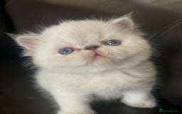 Persian cats for sale: GCCF PURE BRED PKD and PRA CLEAR PERSIAN EXOTICS  - Image 14