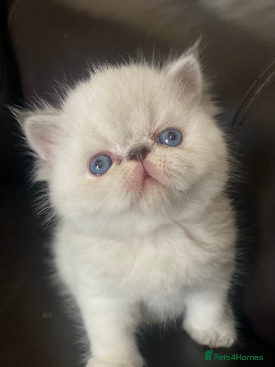 Persian cats for sale: GCCF PURE BRED PKD and PRA CLEAR PERSIAN EXOTICS  - Image 14
