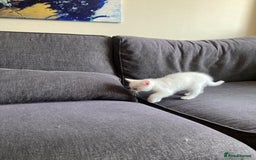Scottish Fold cats for sale: Scottish fold & Khao Manee mix sisters - Image 12
