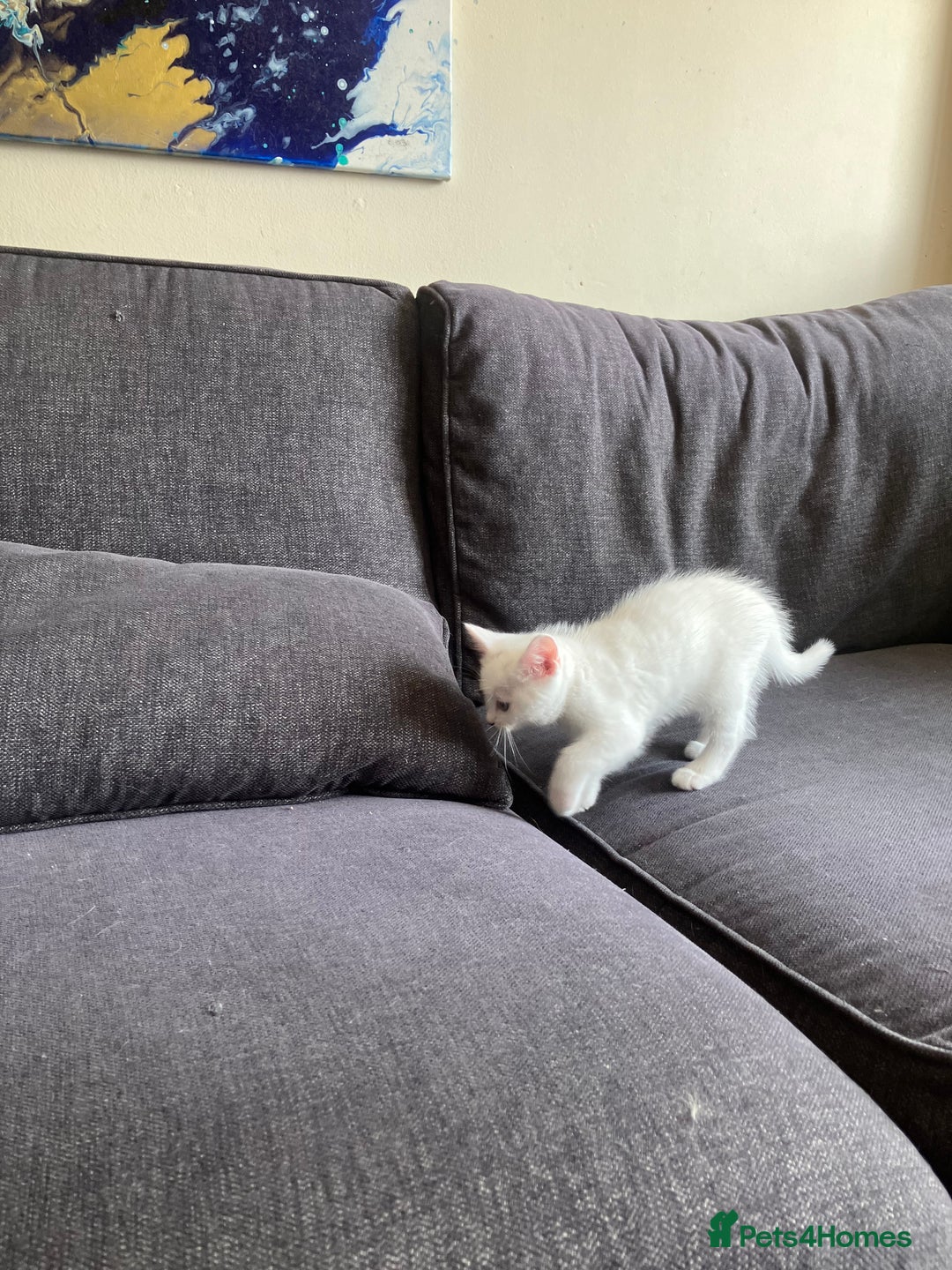Scottish Fold cats for sale: Scottish fold & Khao Manee mix sisters - Image 12
