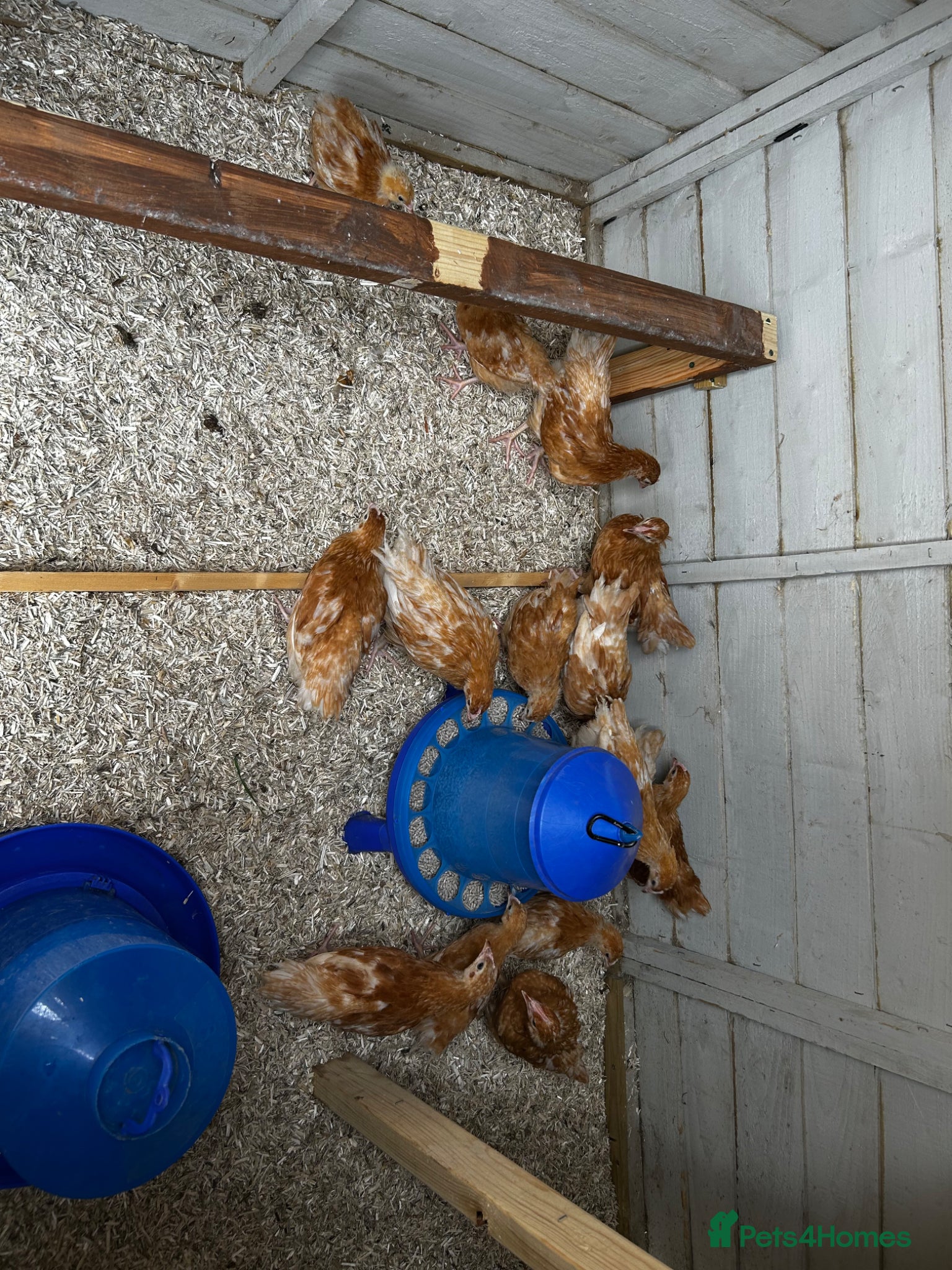 Chickens poultry 7 week old isa brown growers  - Advert 16