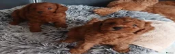 Cavapoo dogs for sale: Adorable red cavapoos in Dartford - Advert 1