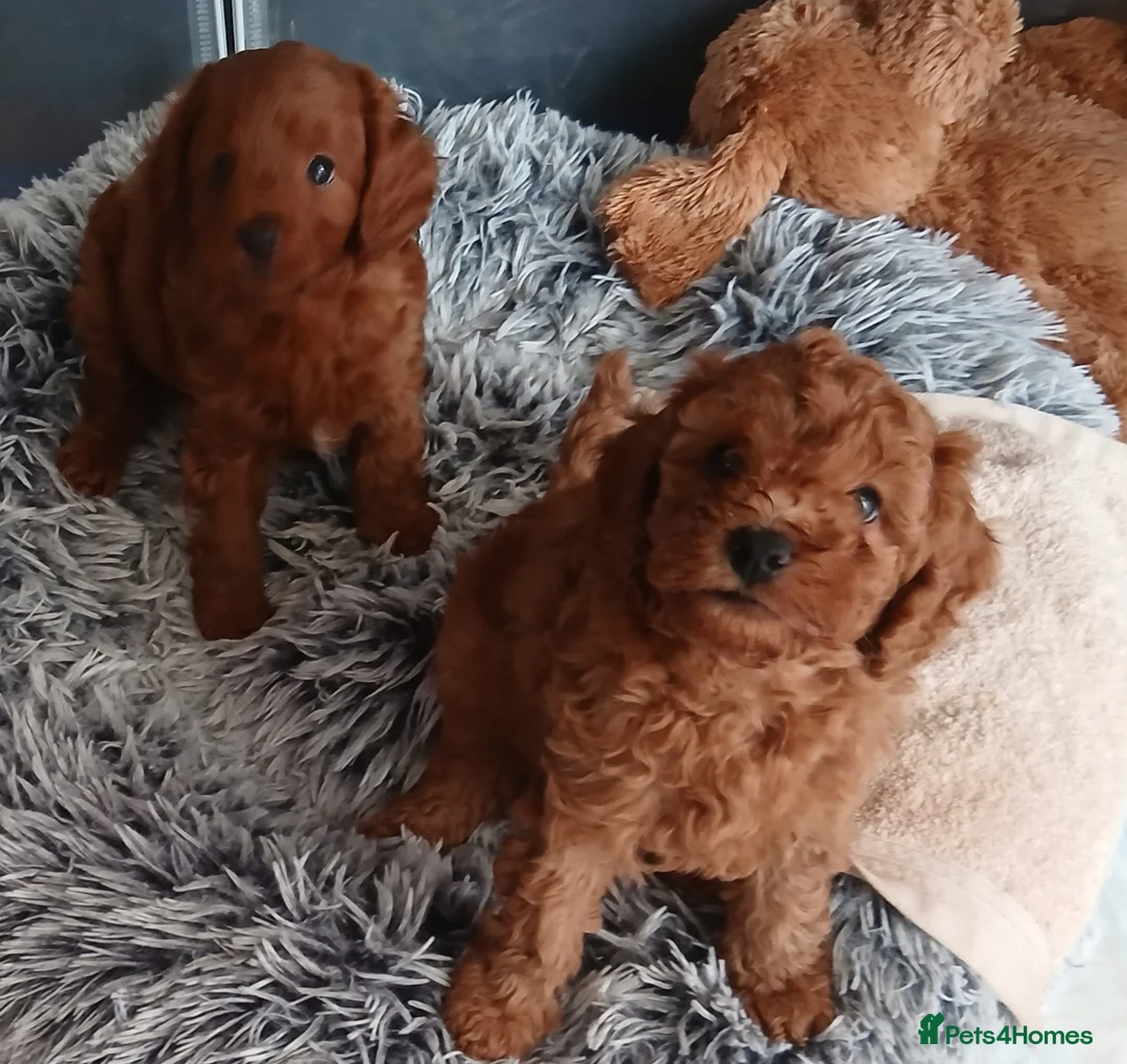 Cavapoo dogs for sale: Adorable red cavapoos in Dartford - Advert 1