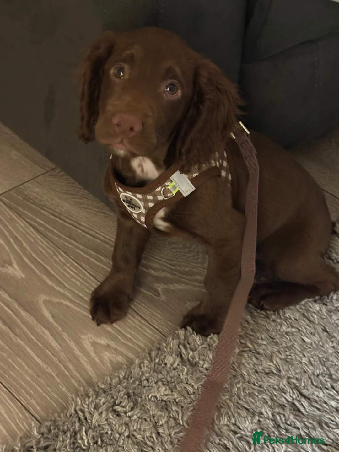 Sprocker dogs for sale: Male Sprocker Puppy - Advert 2