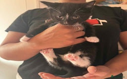 Mixed Breed cats for sale: 6 kittens for sale - Image 9