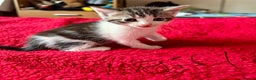 Mixed Breed cats for sale: kittens for sale  - Advert 2