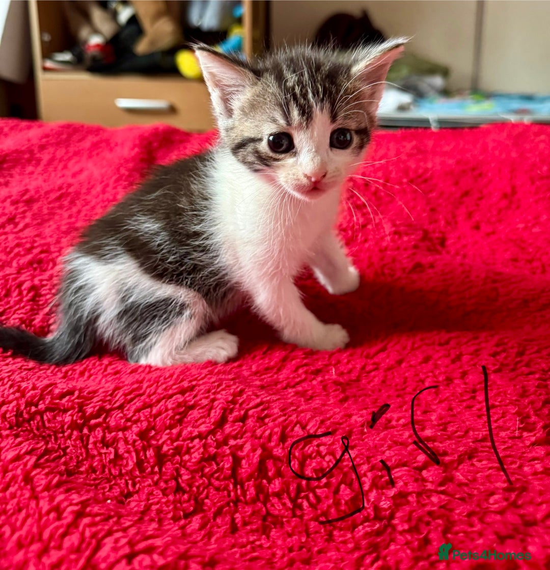 Mixed Breed cats for sale: kittens for sale  - Advert 2