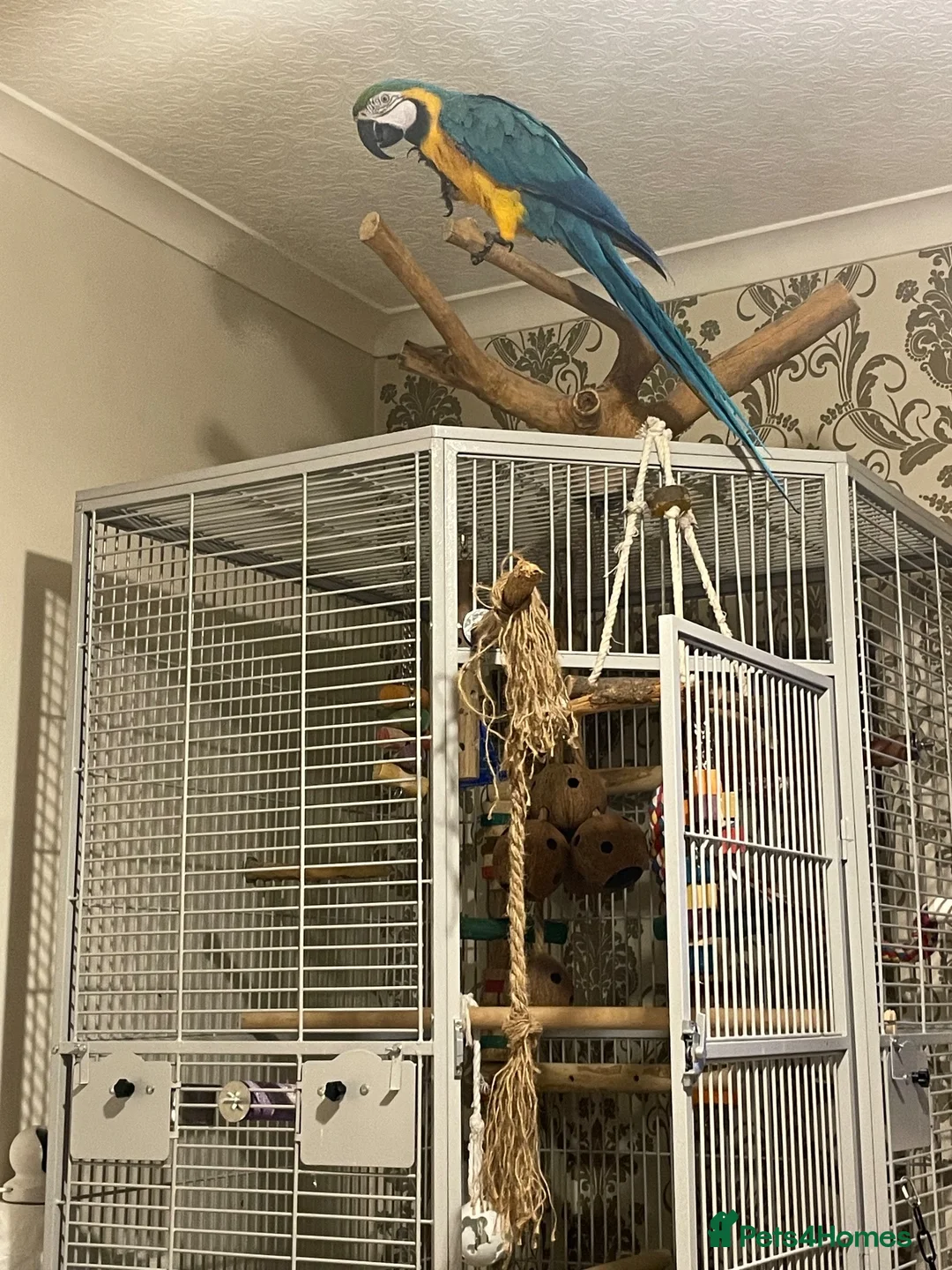 Macaws birds for sale: Silly Tame 1 person Macaw  - Advert 2