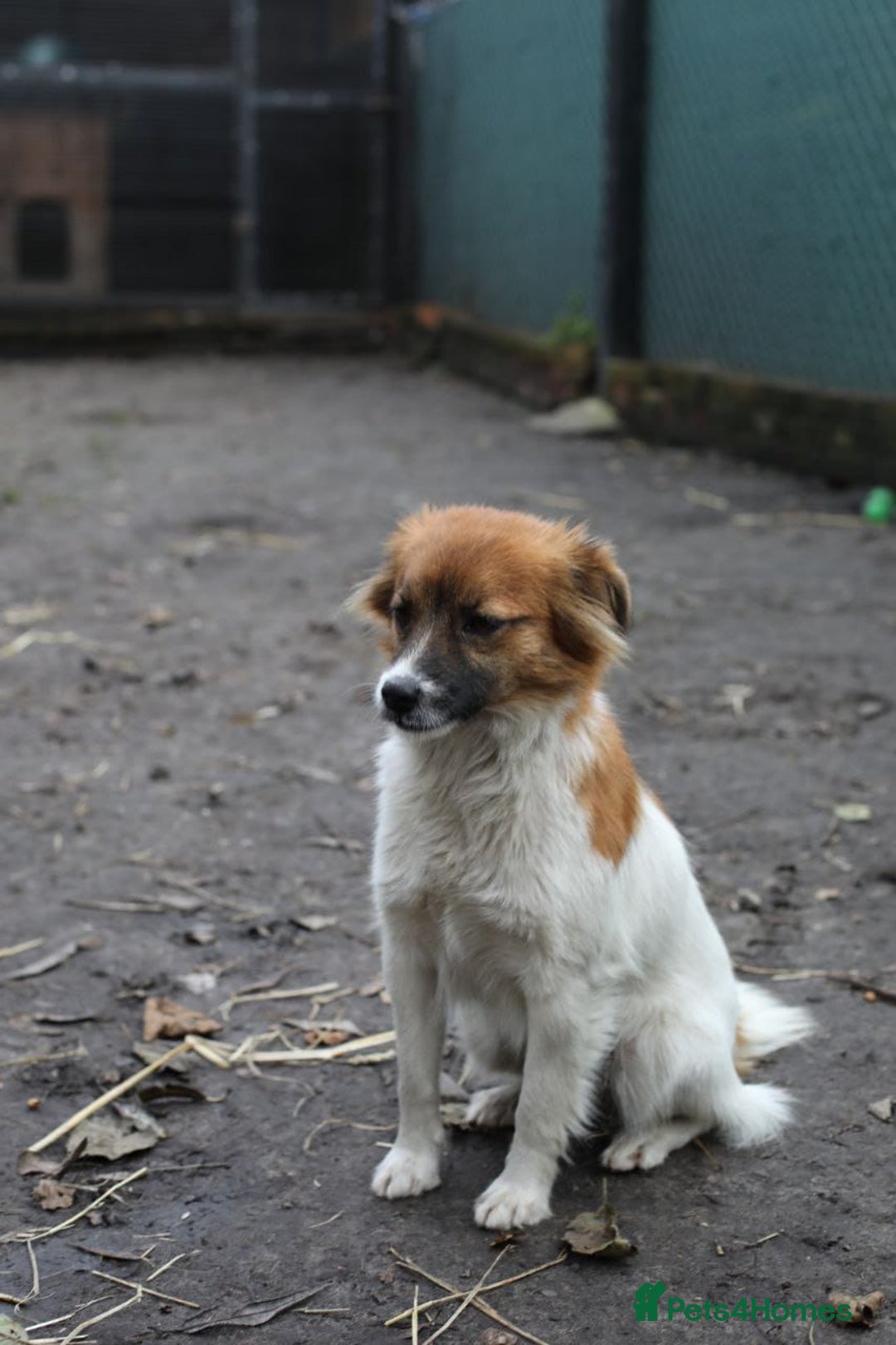 Mixed Breed dogs for adoption: 💖🐶 MIMI 🐶💖 - Advert 4