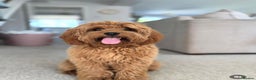 Cavapoo dogs for sale: Extensively Health Tested Cavapoo Pups - List Open - Advert 15