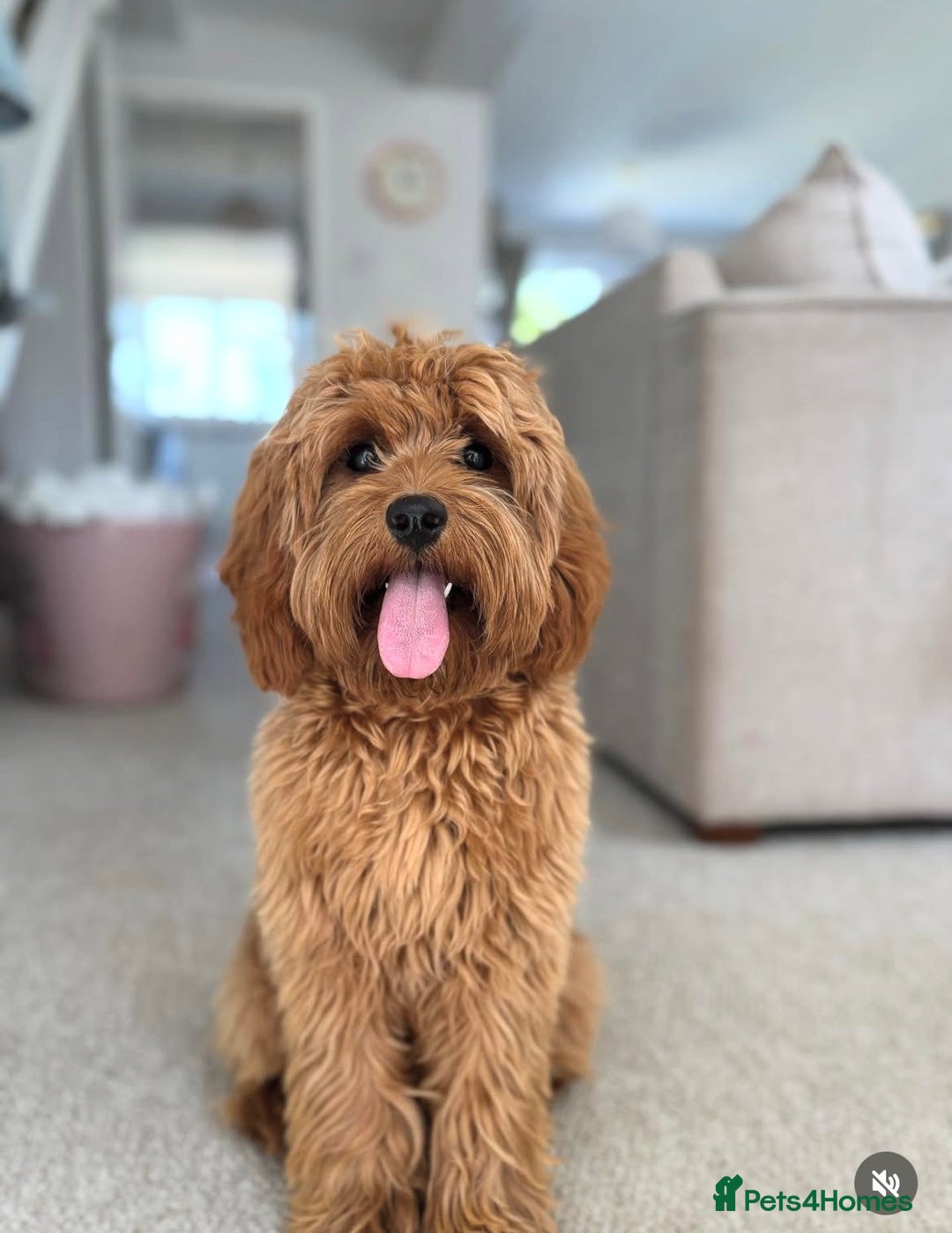 Cavapoo dogs for sale: Extensively Health Tested Cavapoo Pups - List Open - Advert 15