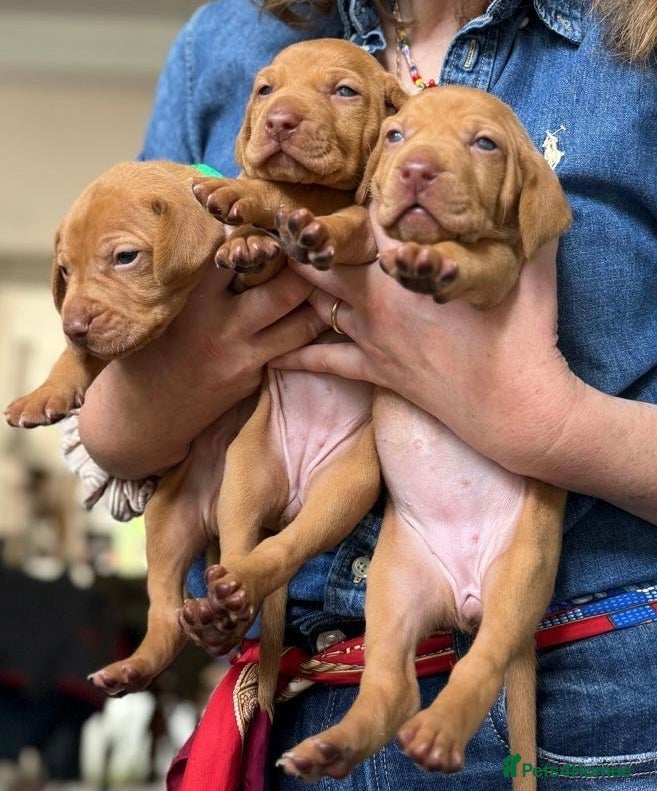Hungarian Vizsla dogs Beautiful Vizsla puppies (DOB18/4) 3 girls, 3 boys - Advert 1