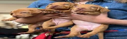 Hungarian Vizsla dogs for sale: Beautiful Vizsla puppies (DOB18/4) 3 girls, 3 boys in Twickenham - Advert 1