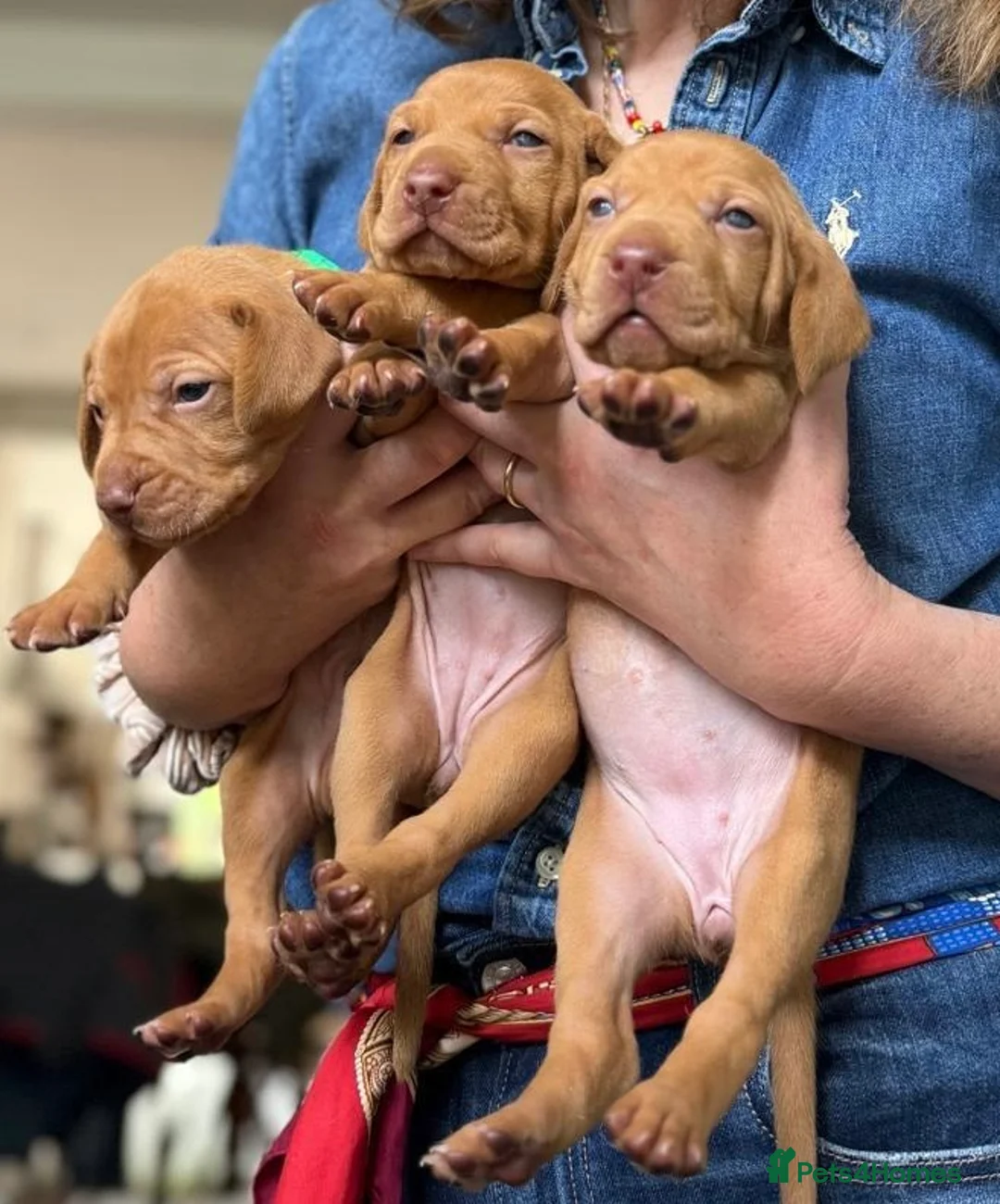 Hungarian Vizsla dogs for sale: Beautiful Vizsla puppies (DOB18/4) 3 girls, 3 boys in Twickenham - Advert 1