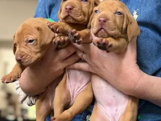 Hungarian Vizsla dogs Beautiful Vizsla puppies (DOB18/4) 3 girls, 3 boys - Advert 2