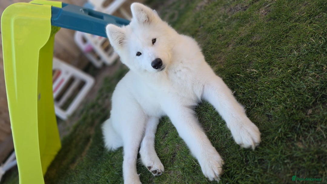 Samoyed dogs for sale: Beautiful Samoyed female  - Advert 1