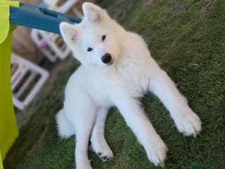 Samoyed dogs Beautiful Samoyed female - Advert 1