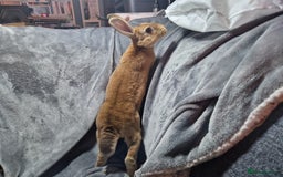 Rex rabbits for sale: Purebred Red Agouti Mini Rex Babies- 1 boy 1 girl  - Image 2